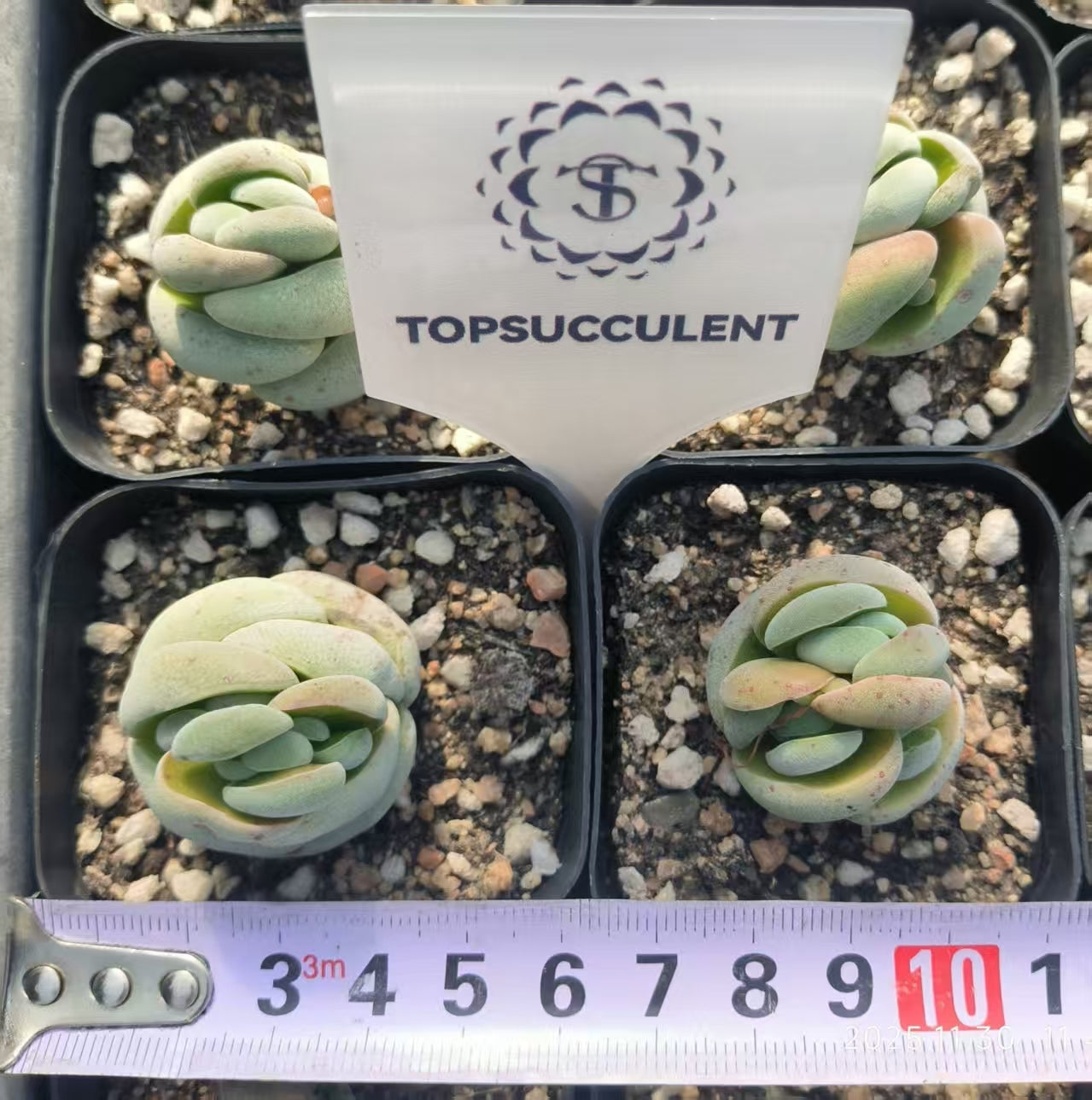 8494 Crassula Alstonii (6.5cm pot size)