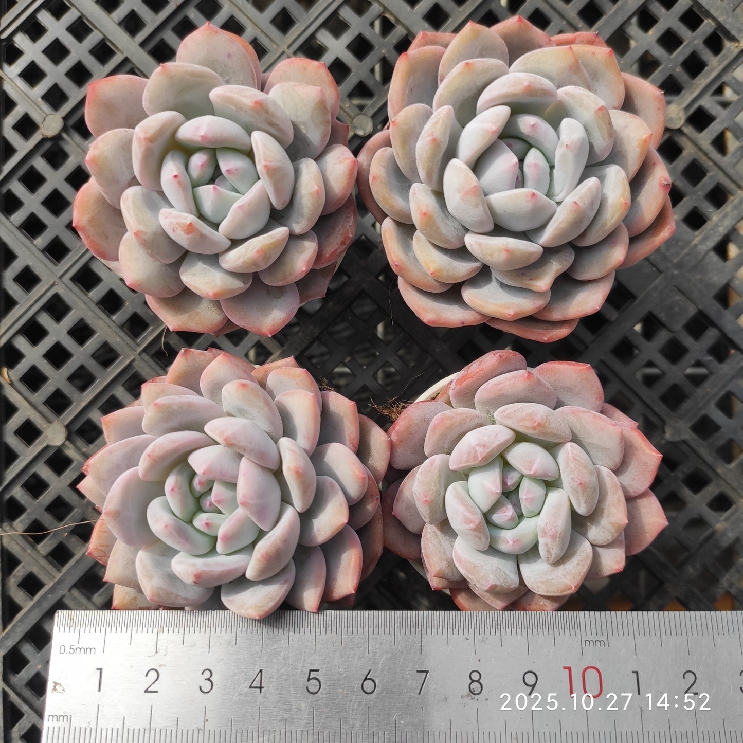 20161 Echeveria Orange Monroe (5cm pot size)