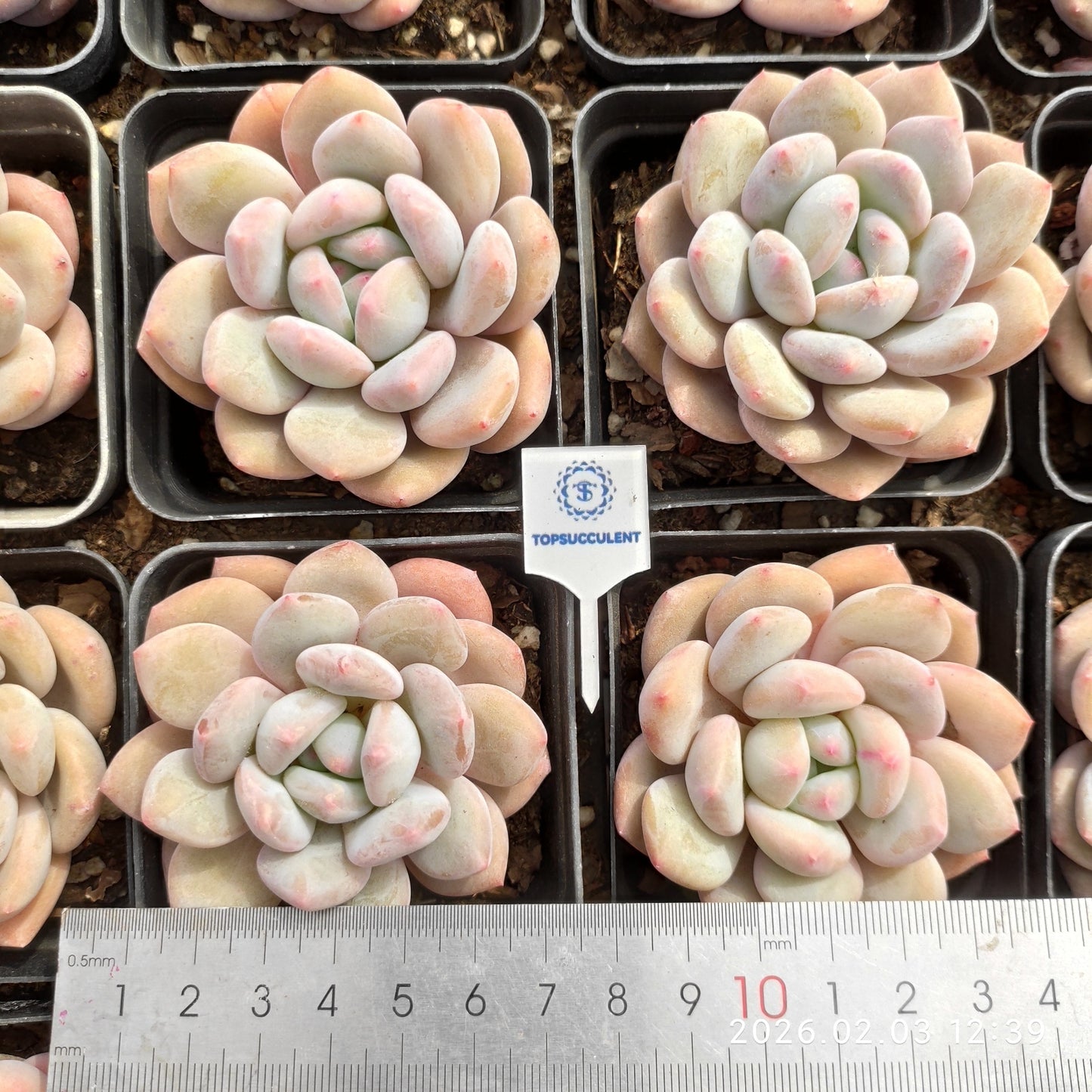 25649 Echeveria Orange Monroe (7cm pot size)