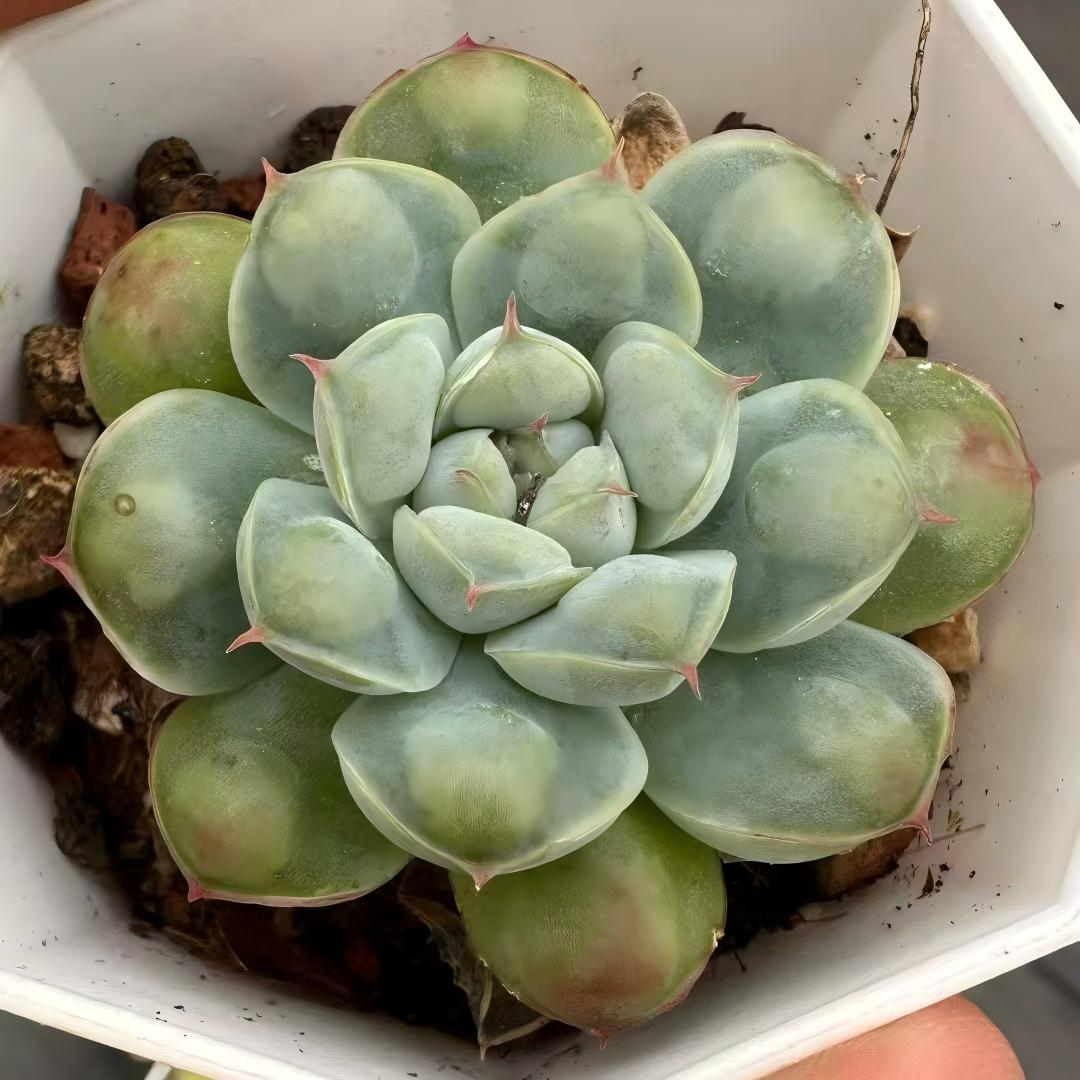 24152 Echeveria Elegance Drops (7cm pot size)