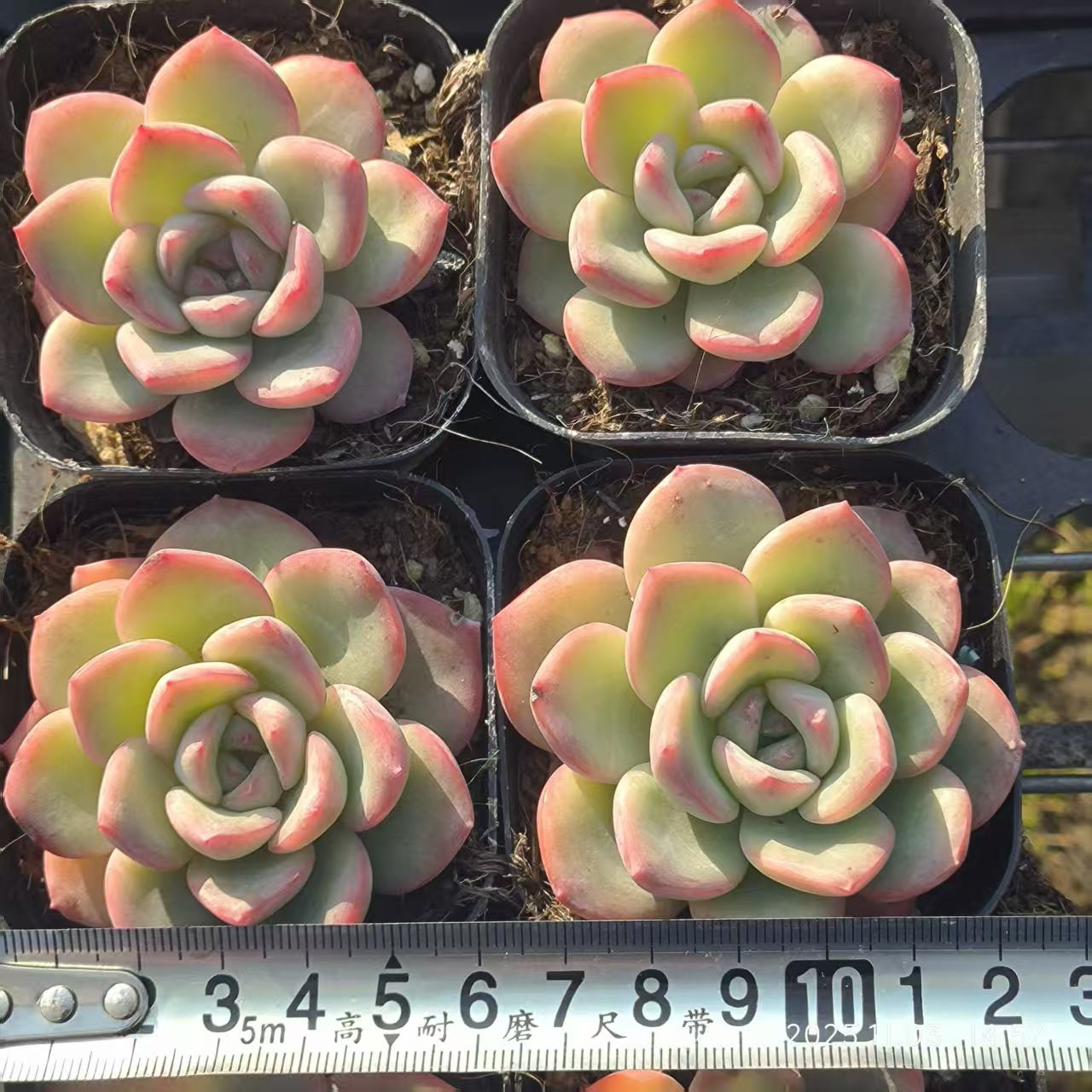 2816 Echeveria Amabille (6cm pot size)