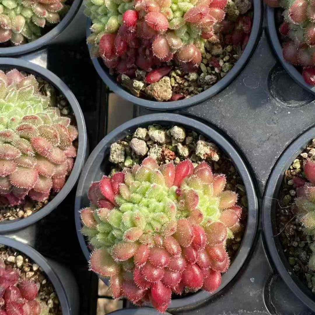 19704 Echeveria Carol Cristata (9cm pot size)