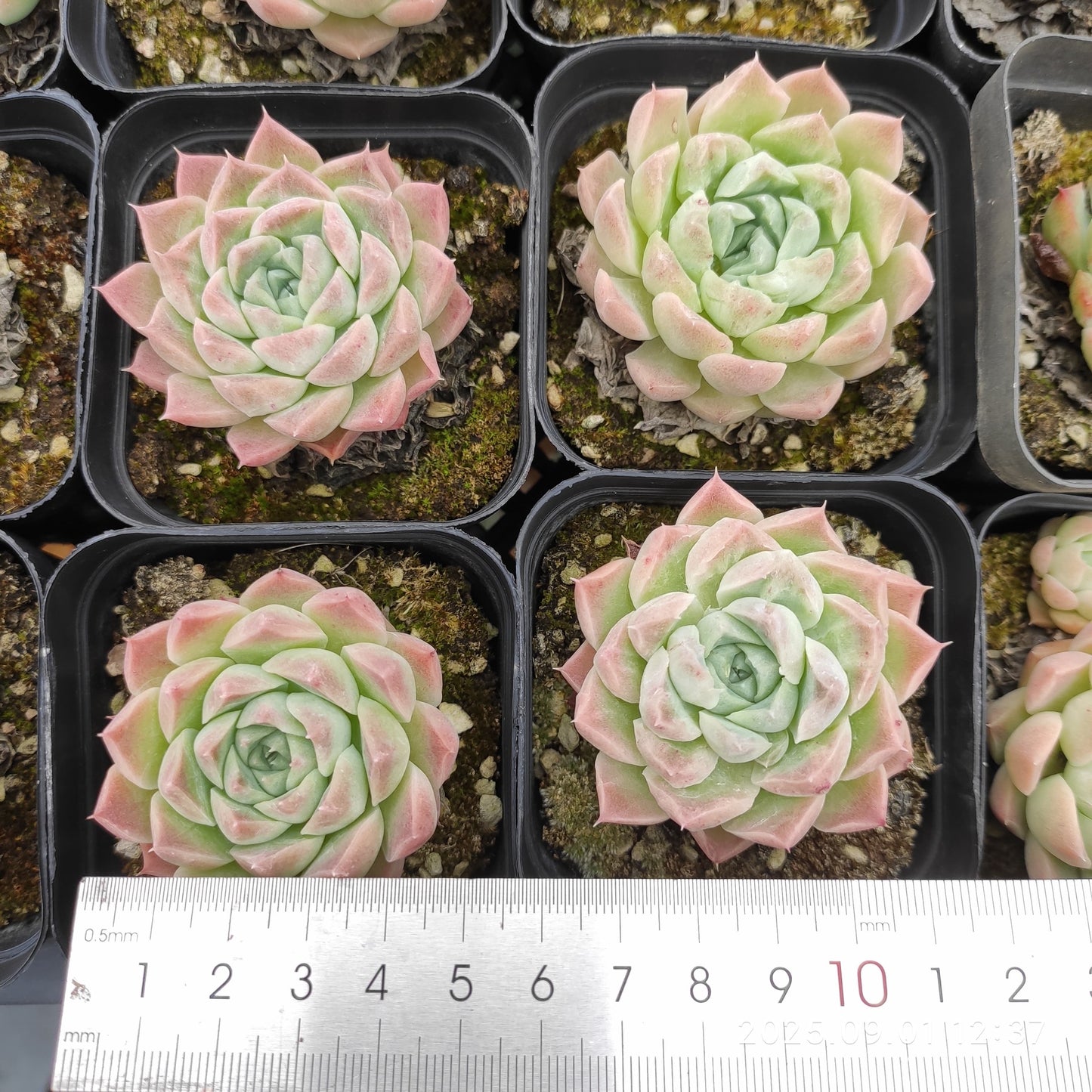 5540 Echeveria Helena Hyb (6.5cm pot size)