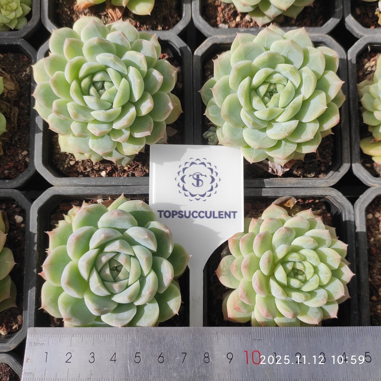18585 Echeveria White Soda (9cm pot size)