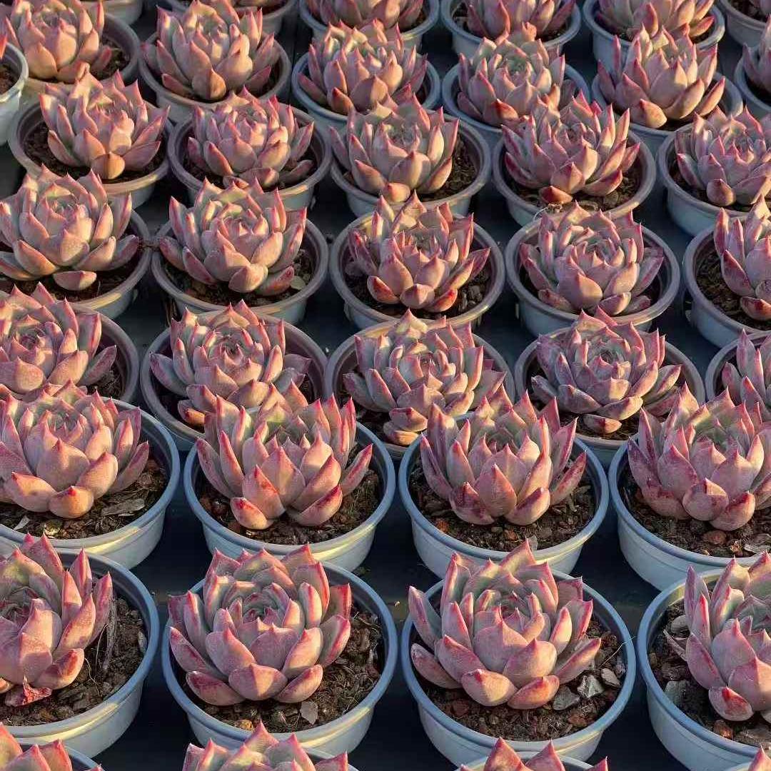 23551 Echeveria Ratam (9cm pot size)