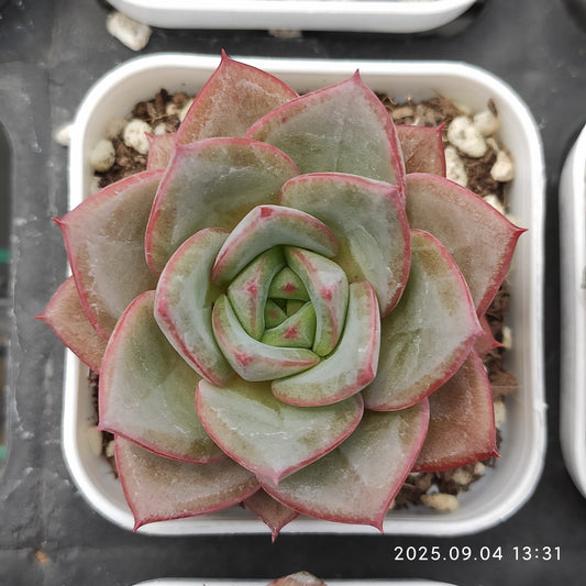 MMY977 Echeveria Bright Feather(5.5cm pot size)