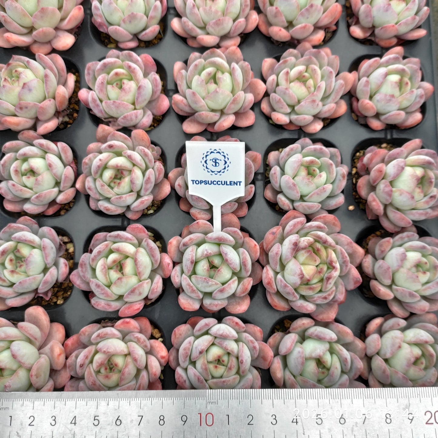 24371 Echeveria Star Mark (5cm pot size)