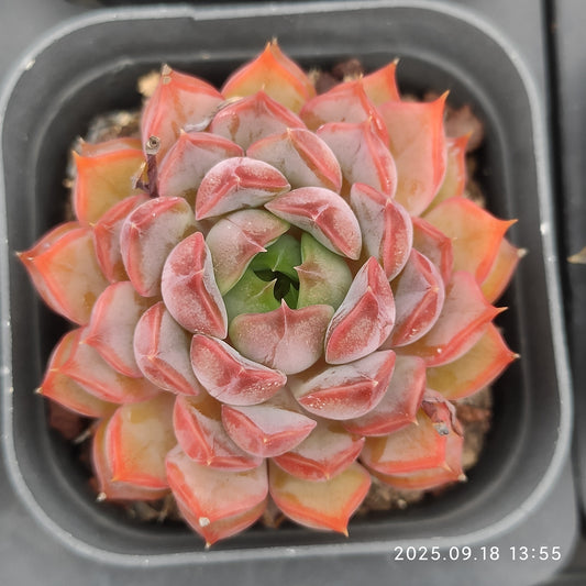 LMM348 Echeveria Rose Woman(6.5cm pot size)