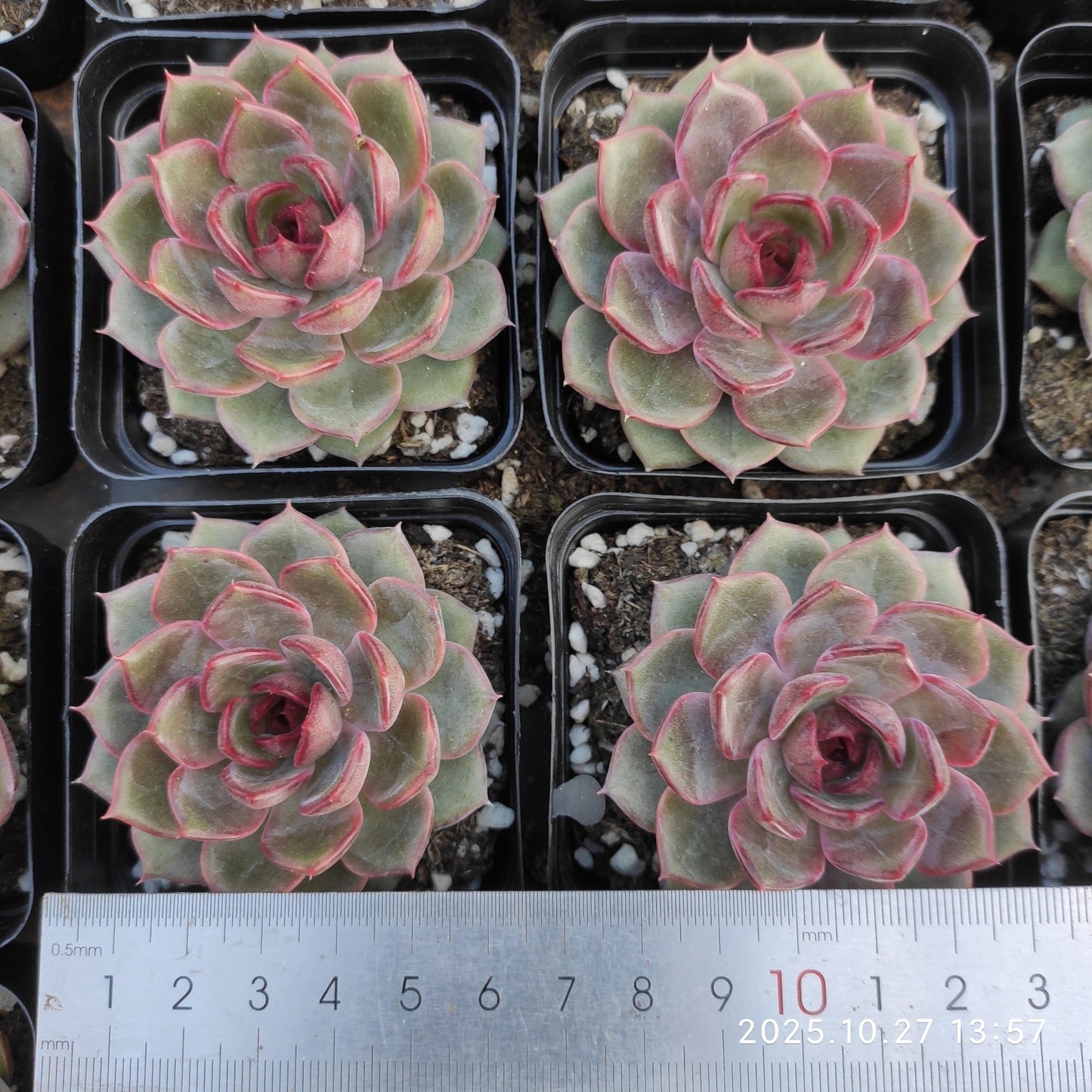 21792 Echeveria Cheese Blueberry (7cm pot size)