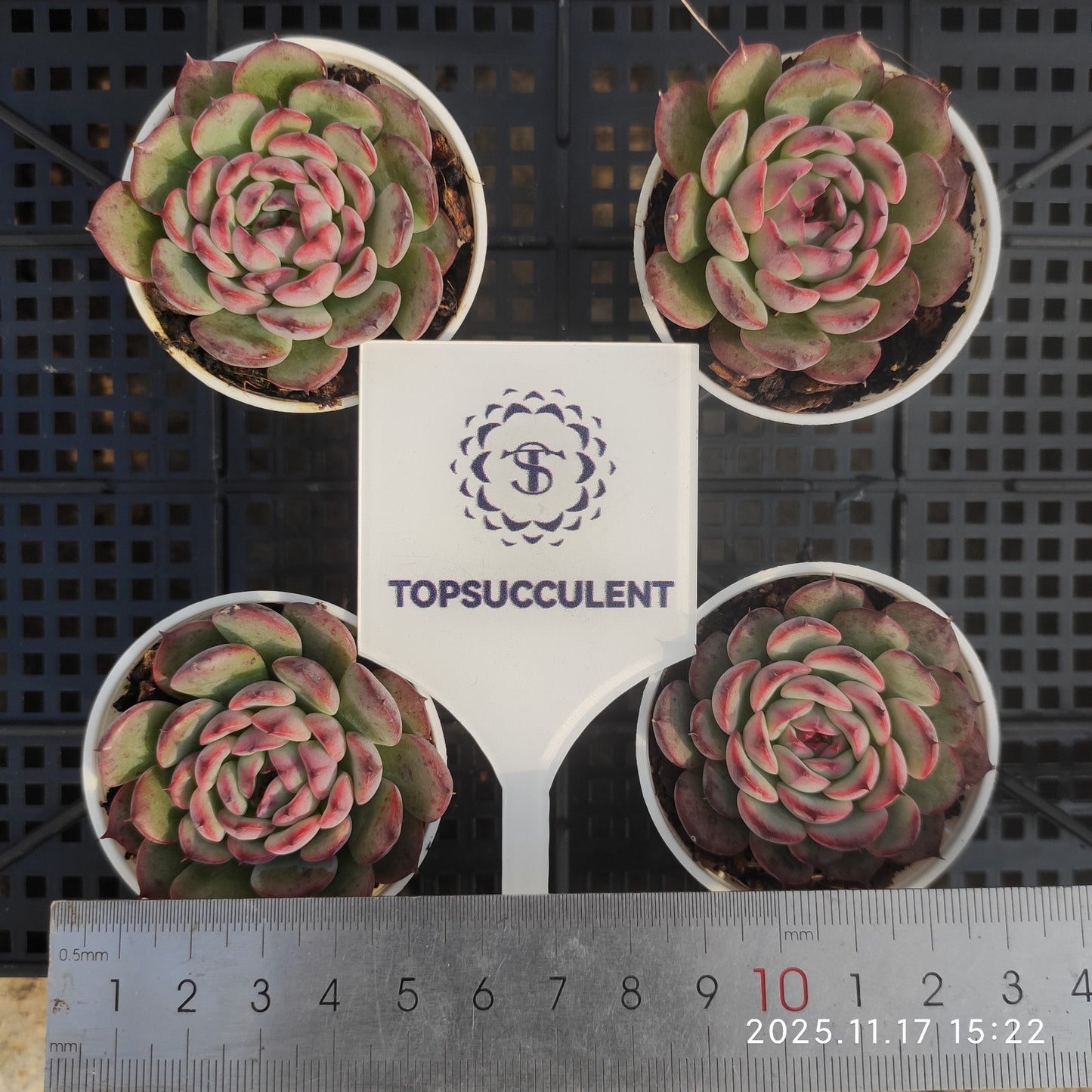 1223 Echeveria Marcel (5.5cm pot size)