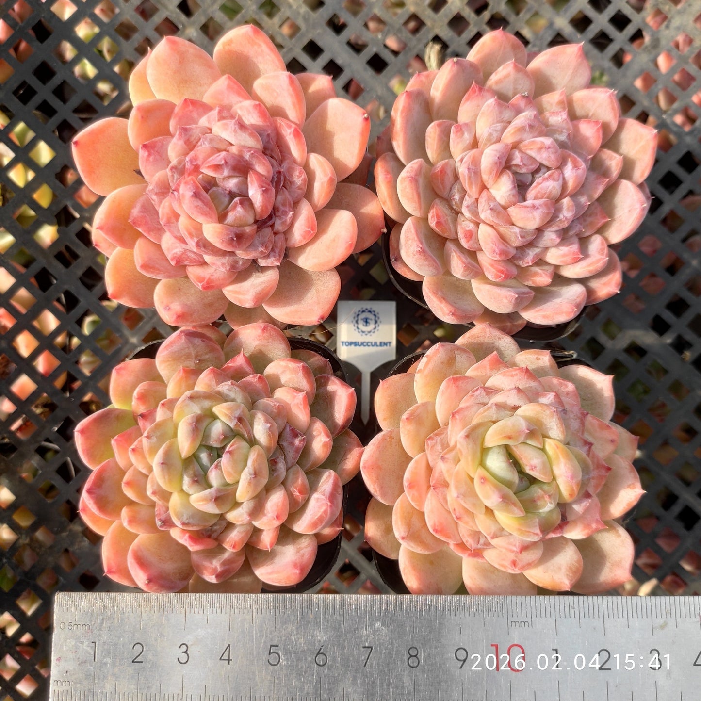 25994 Echeveria Ice Grape (6.5cm pot size)