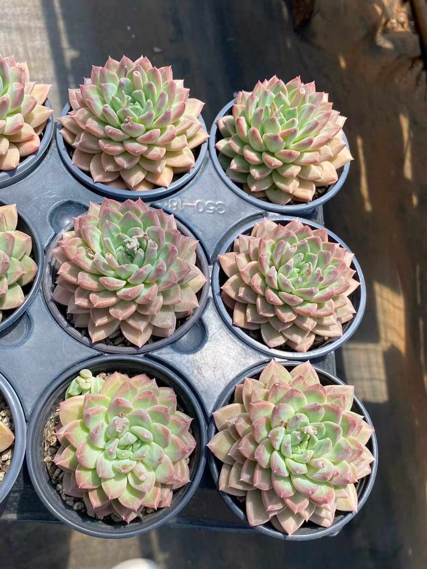 362096 Echeveria Jade Dew (9cm pot size)