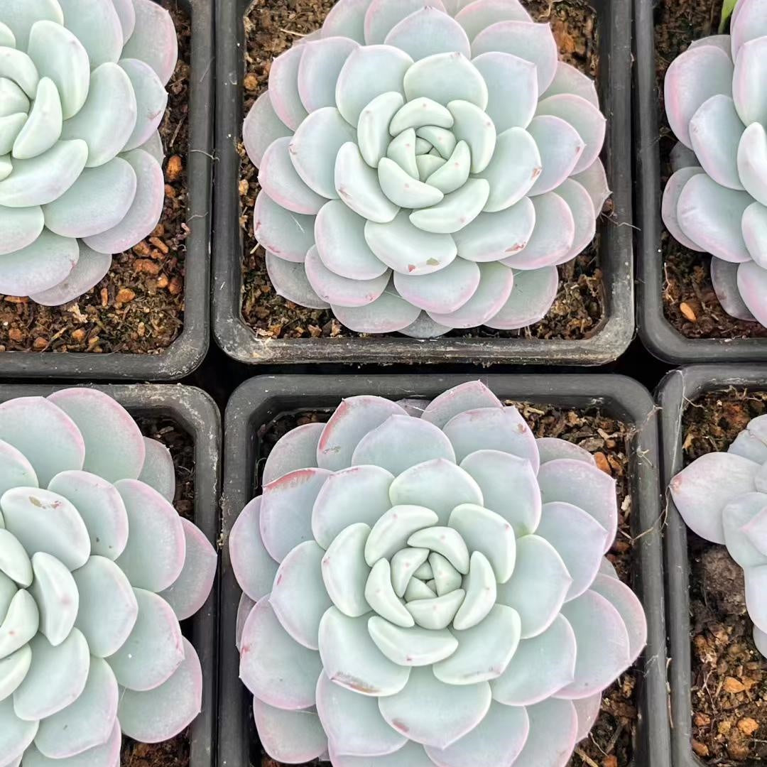360239 Echeveria Snow Tea (9cm pot size)