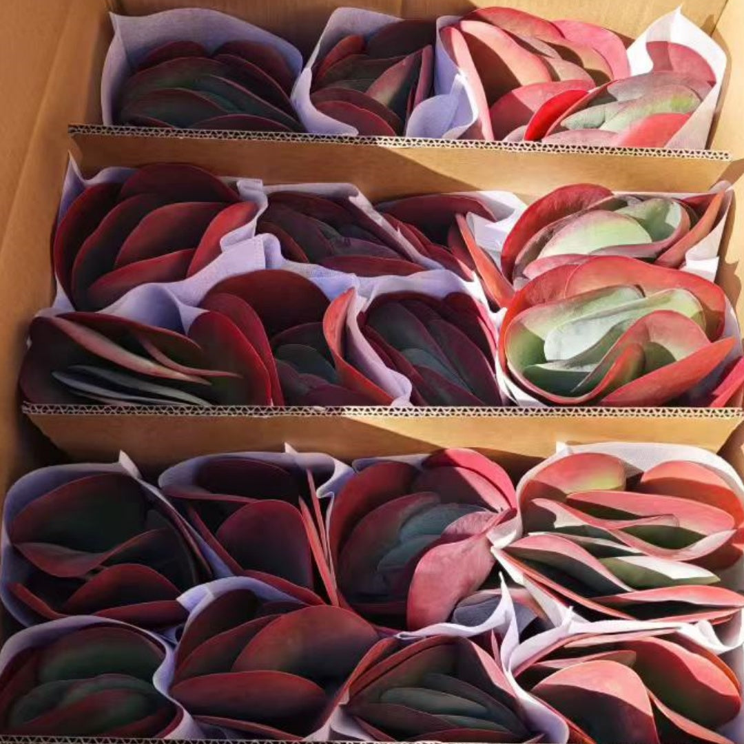 360223 Echeveria Kalanchoe Thyrsifolia (12cm pot size)