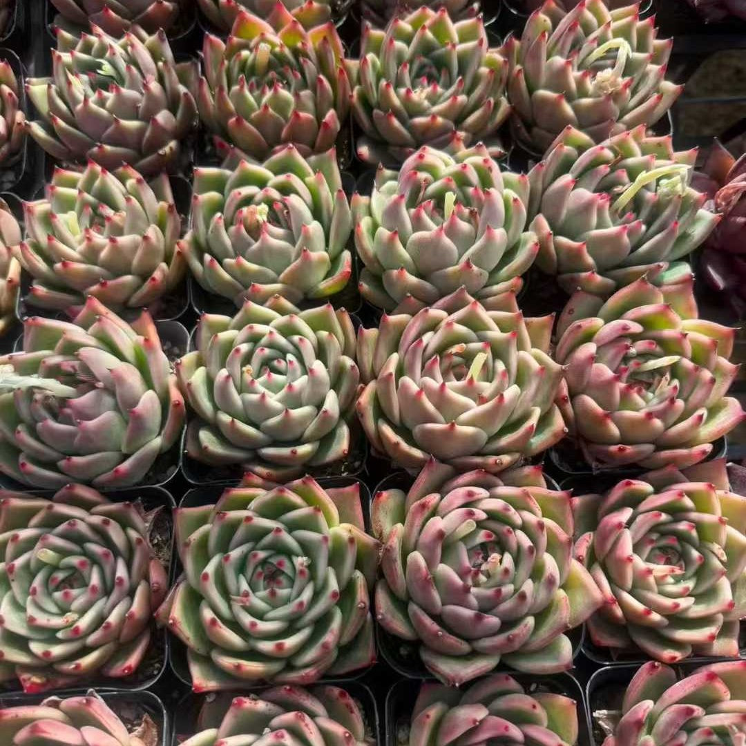 360749 Echeveria Blue Dragon Hyb (7cm pot size)