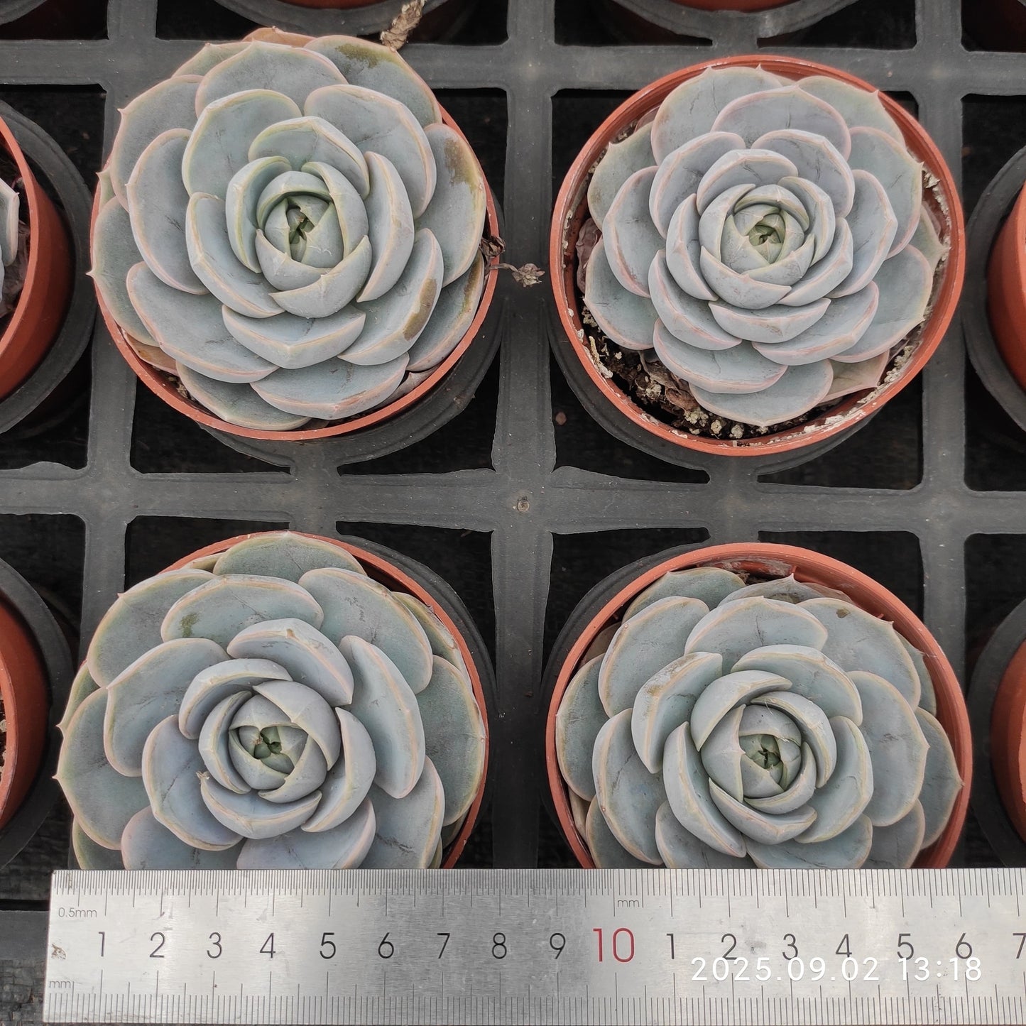 ZXX024 Echeveria Blue Surprise(9cm pot size)
