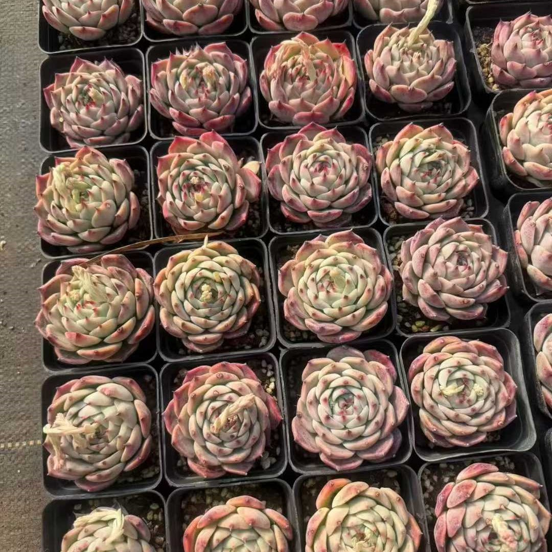 24960 Echeveria Chihuahuaensis (7cm pot size)