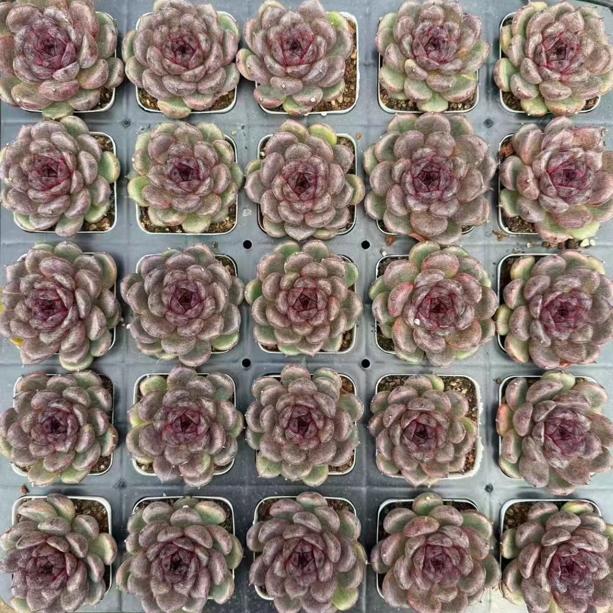 21479 Echeveria Supreme Treasure (7cm pot size)