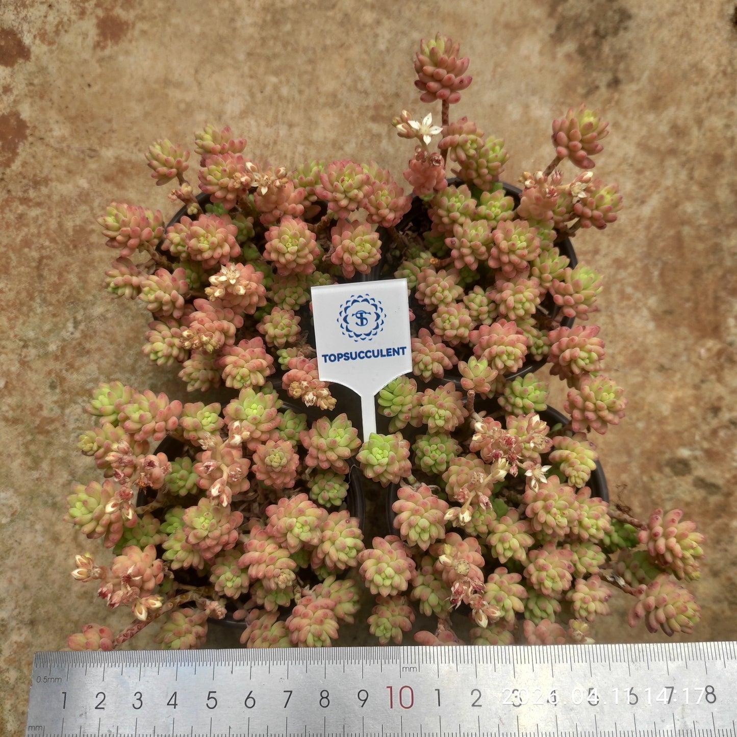 25698 Echeveria Red Berry Hyb (9cm pot size)