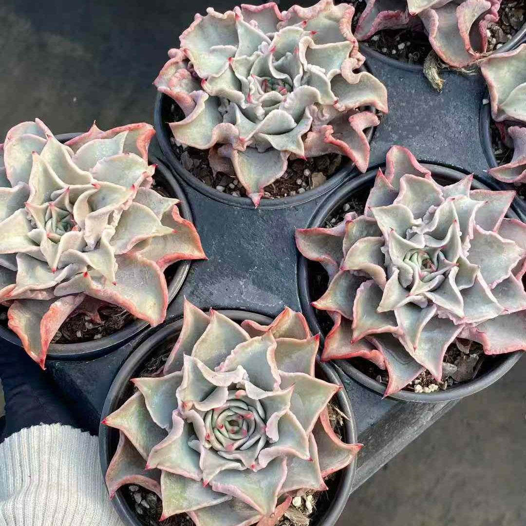 24852 Echeveria Madiba (12.5cm pot size)