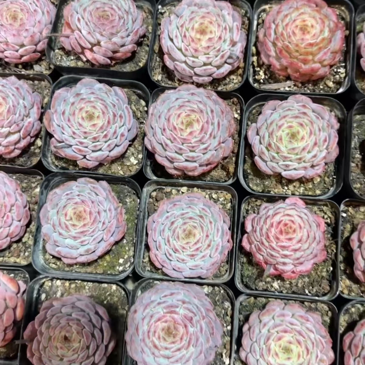 QNY193 Echeveria White Fat(5cm pot size)