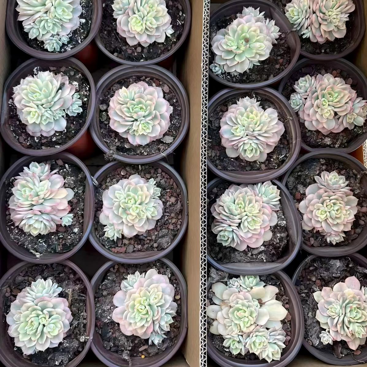 24809 Echeveria Victor Variegated (12cm pot size)