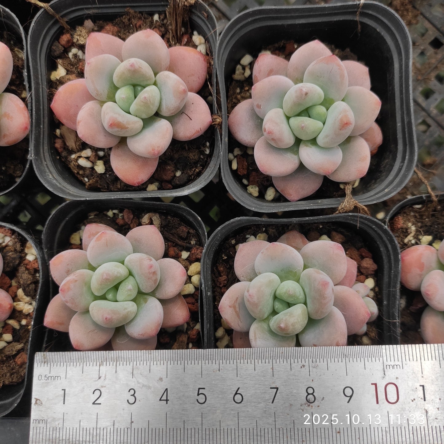 QN504 Echeveria Legend(6.5cm pot size)