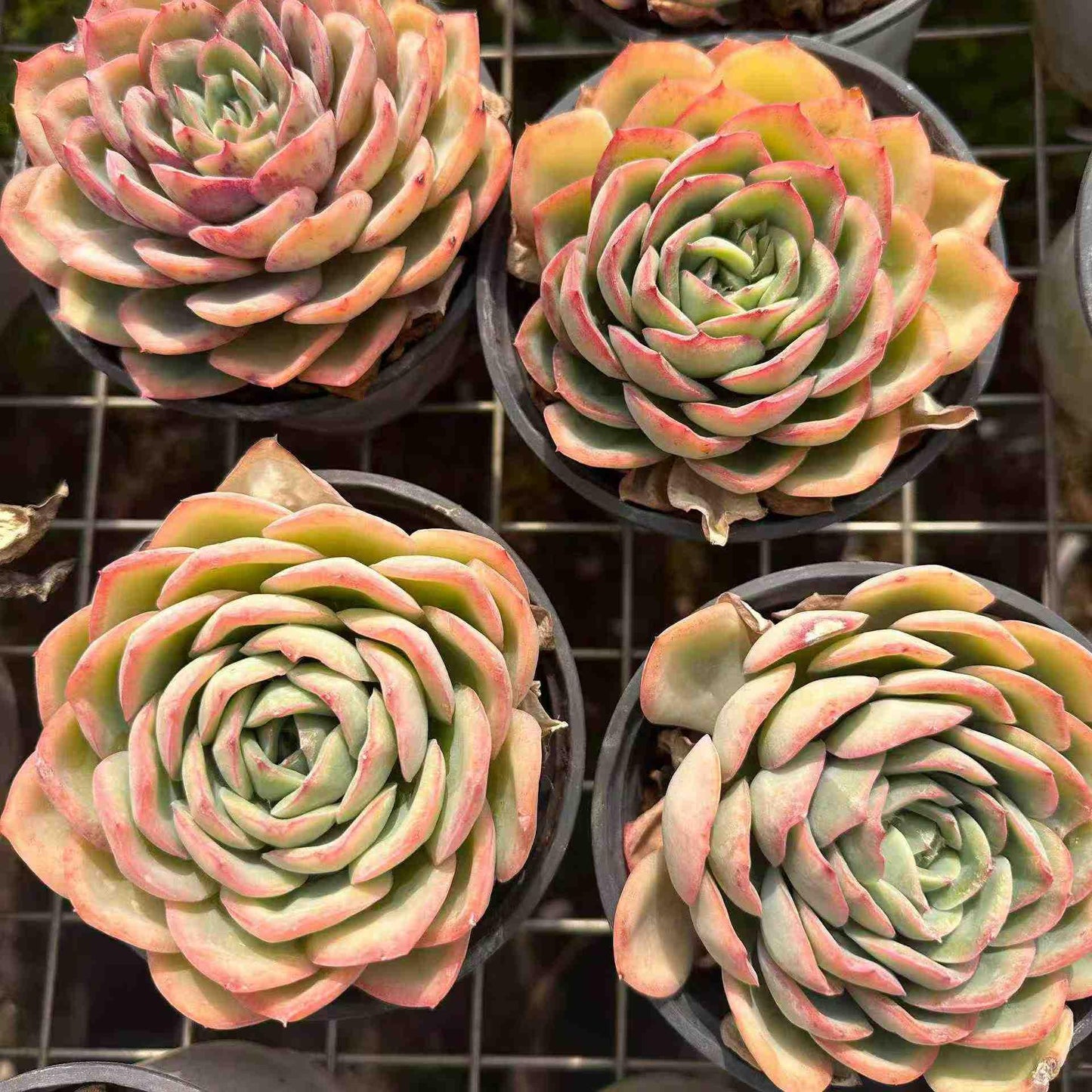 14977 Echeveria Morning Due (12cm pot size)