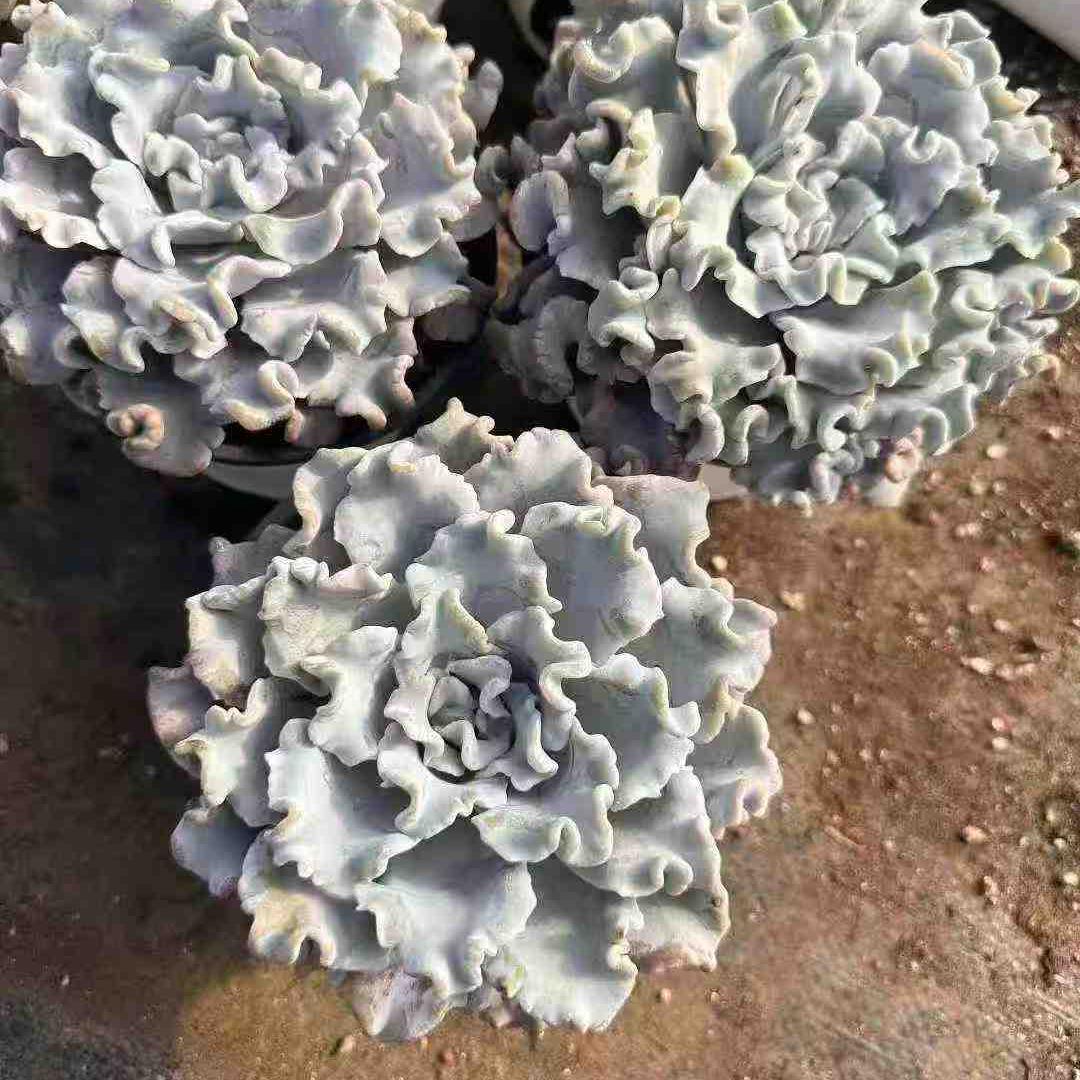 23561 Echeveria Crispate Beauty (12cm pot size)