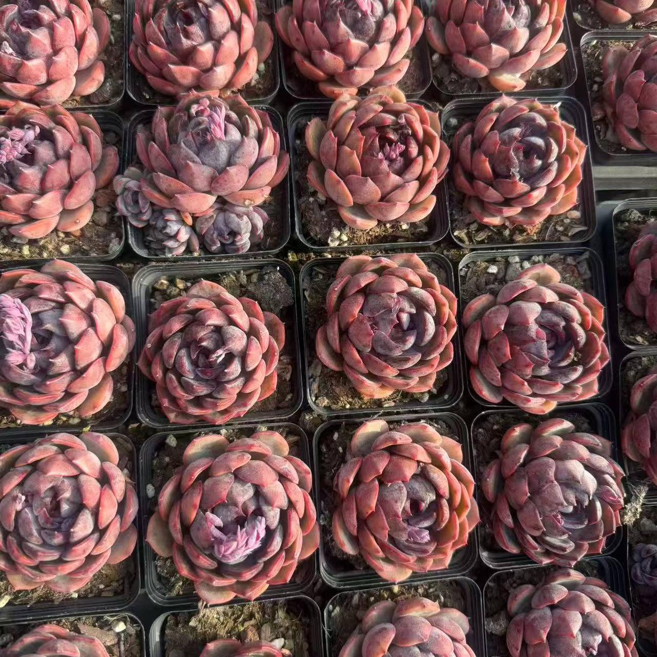 24962 Echeveria Cheese Blueberry (7cm pot size)