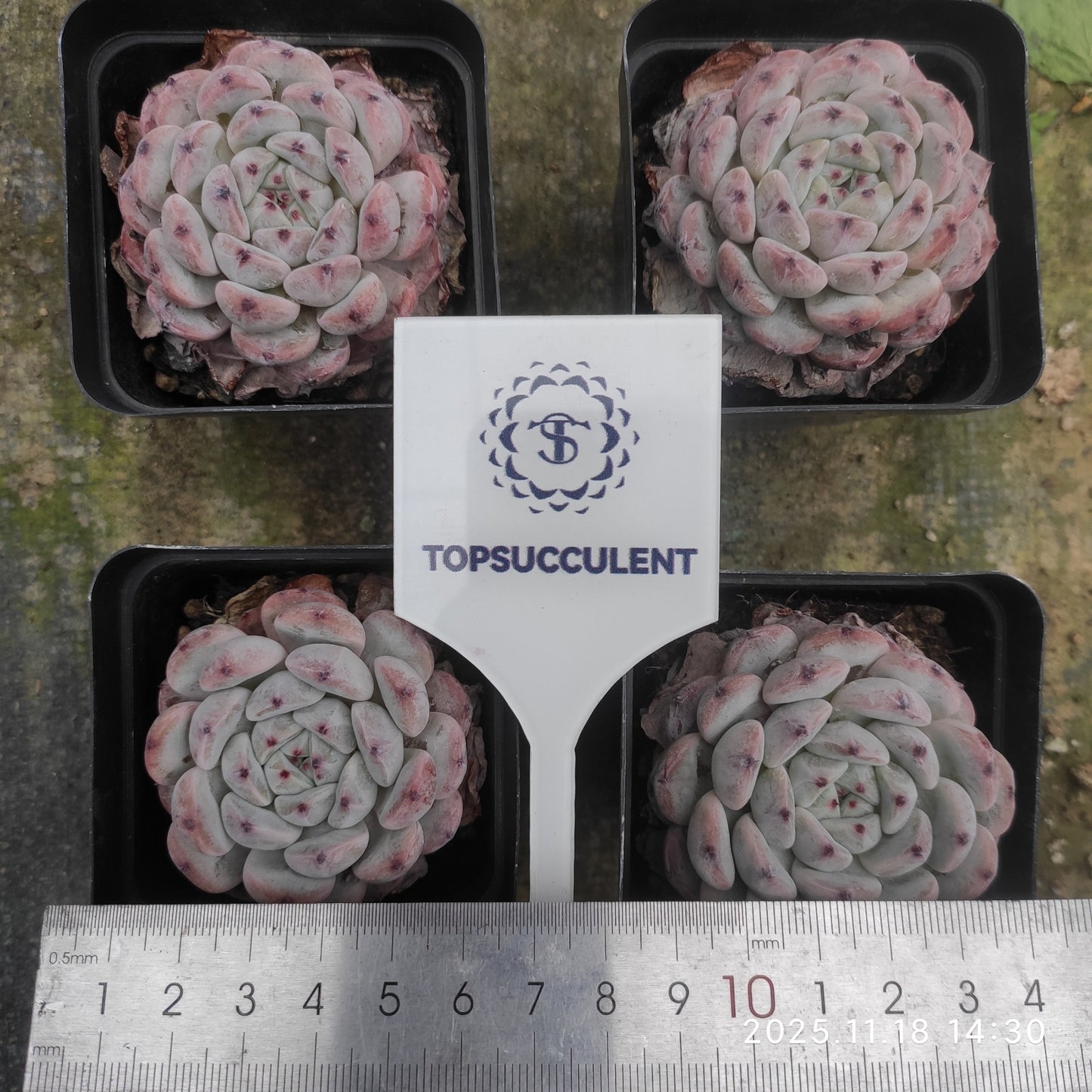 T1999 Echeveria Beyonte (7cm pot size)