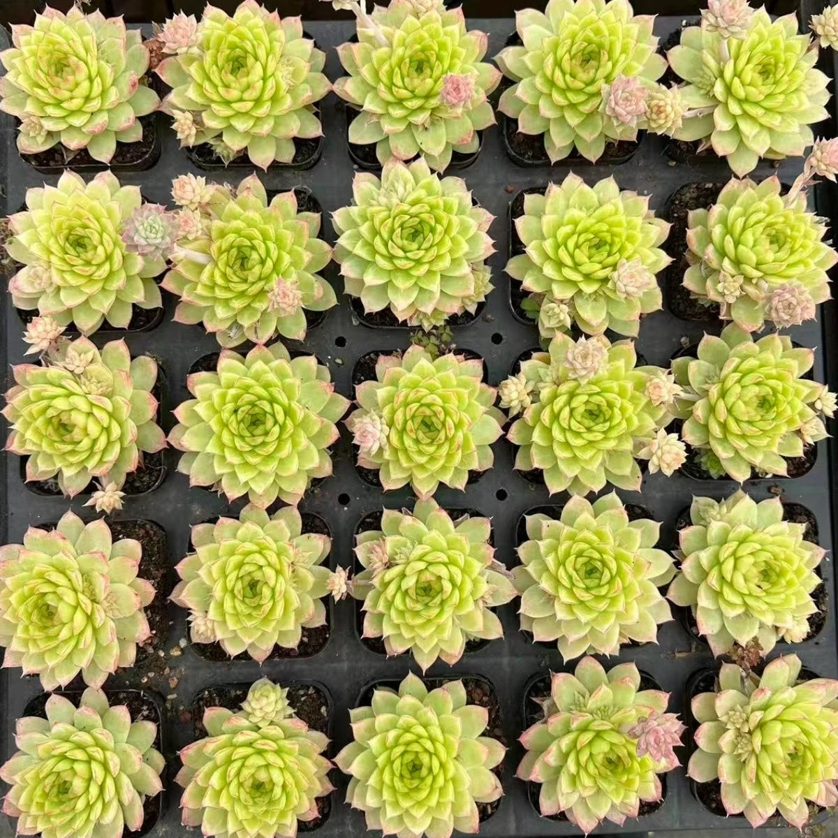 QNY140 Echeveria Muge Perfume(7cm pot size)