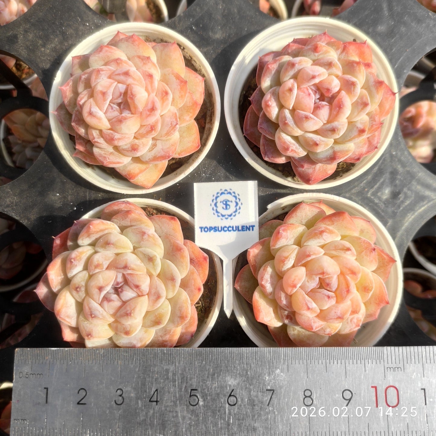 14120 Echeveria Ice Spirit (5.5cm pot size)