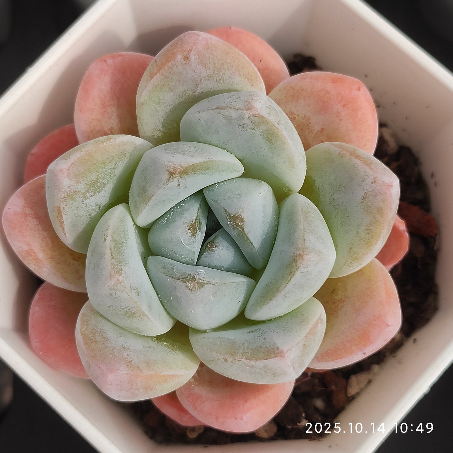 WWA396 Echeveria Ice Green Hyb(7cm pot size)