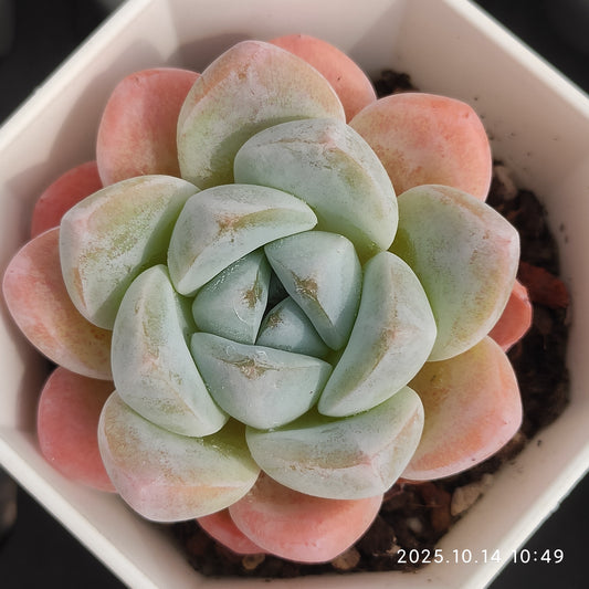 WWA396 Echeveria Ice Green Hyb(7cm pot size)
