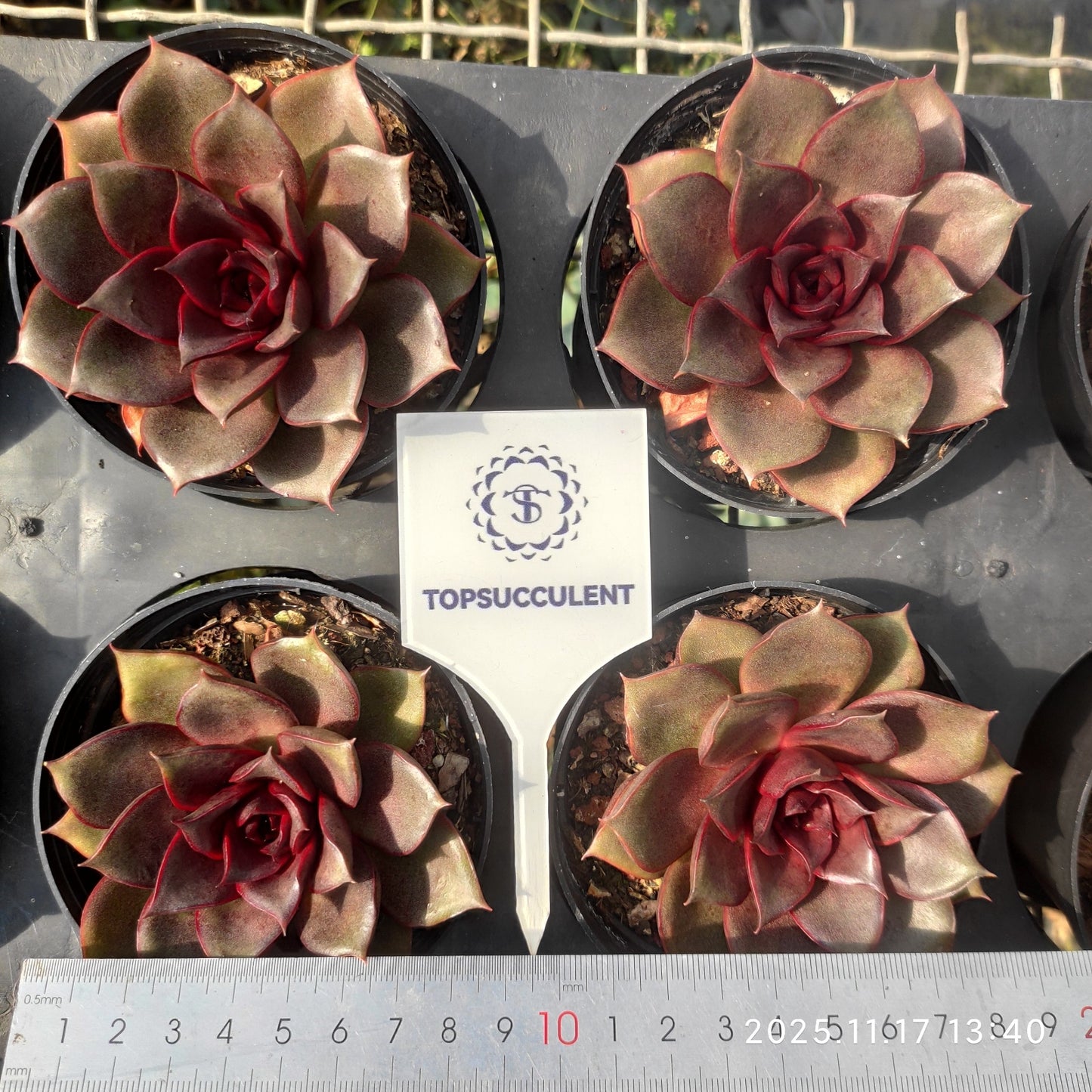 19834 Echeveria Blaze Rose (9cm pot size)