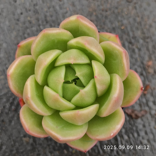 MMT507 Echeveria Ice City(5.5cm pot size)