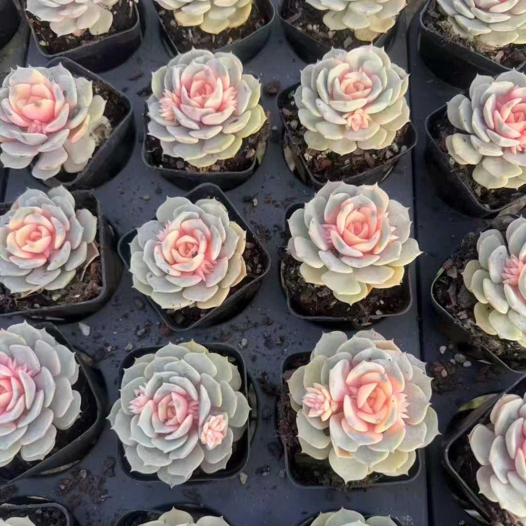 25158 Echeveria Pink Butterfly (6.5cm pot size)