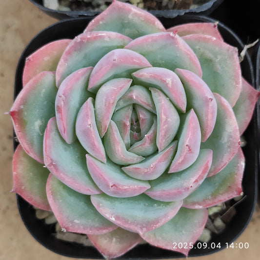 MMY1108 Echeveria Silhouette(6.3cm pot size)
