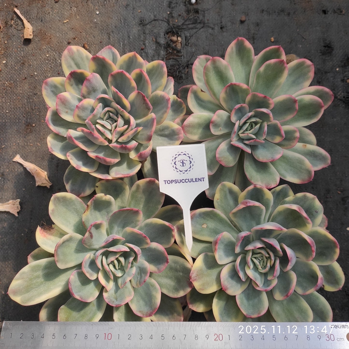 7246 Echeveria Luella Variegated (12cm pot size)