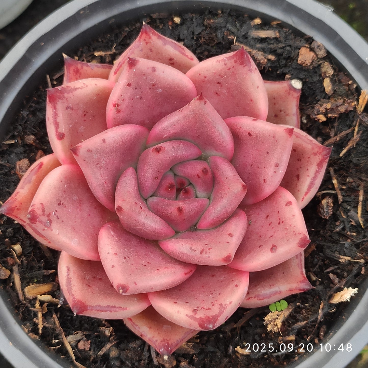 DQ129 Echeveria Blood Romeo(12cm pot size)