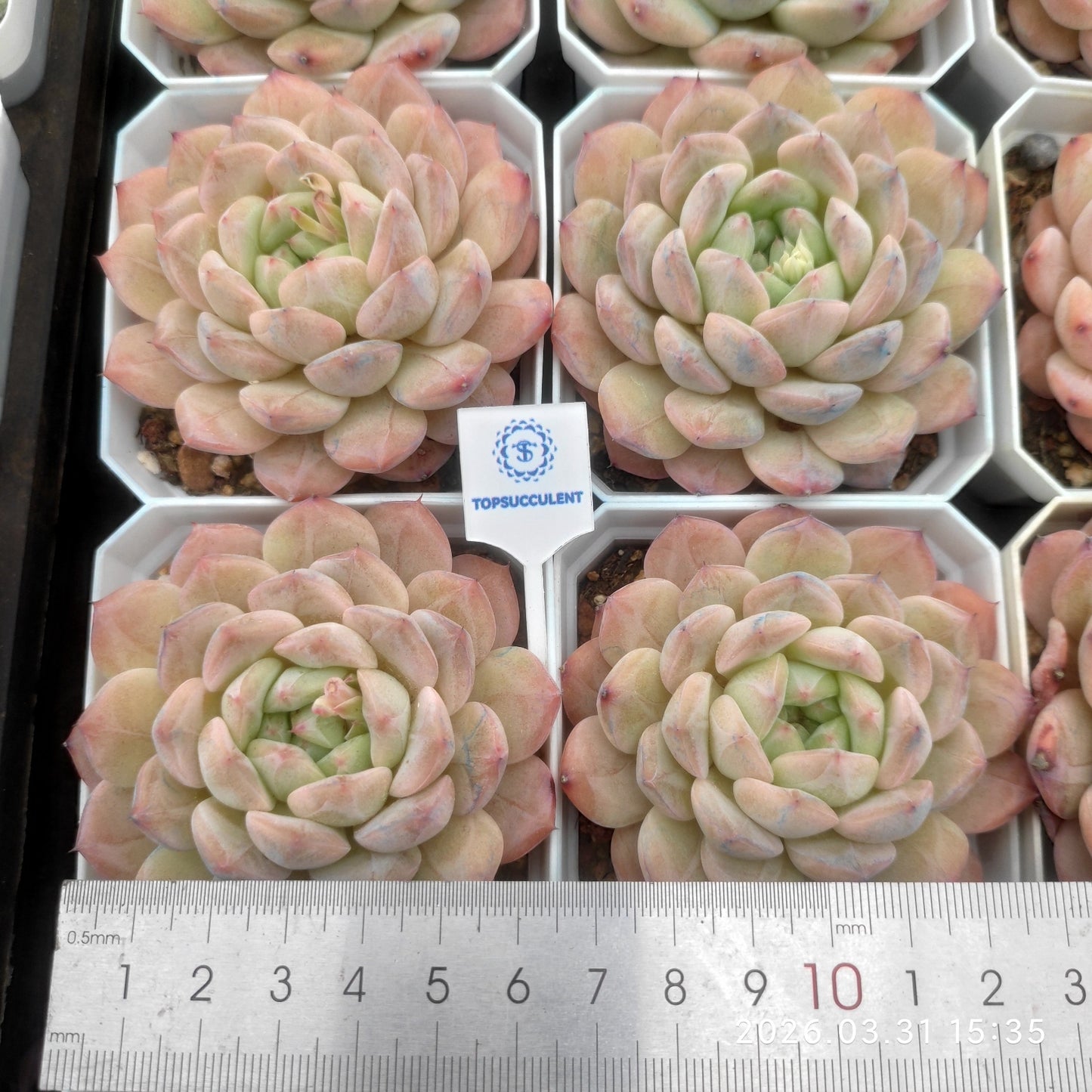 25526 Echeveria Frost Pearl (7cm pot size)