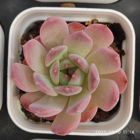 HG069 Echeveria Amazing Grace x Sarahime(7cm pot size)