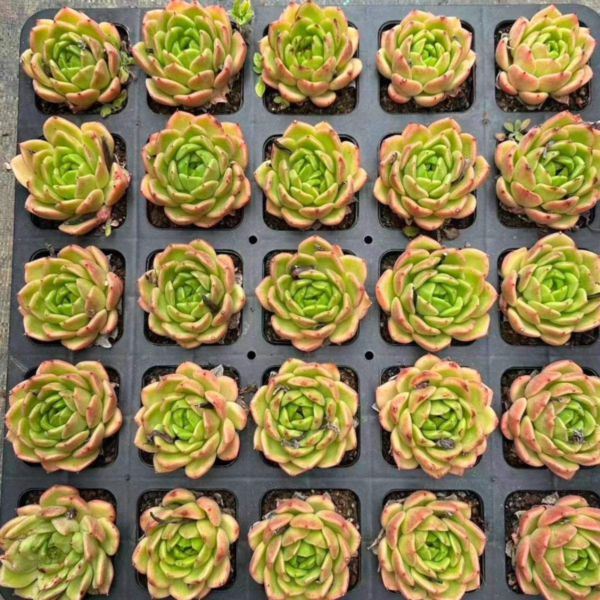 QNY142 Echeveria Lemon Summer(7cm pot size)