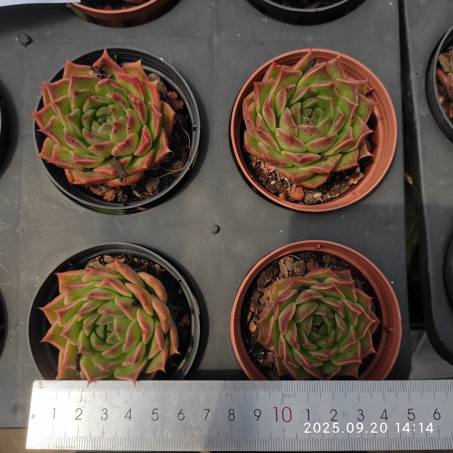 XY366 Echeveria Green Pepper x Agavoides(7cm pot size)