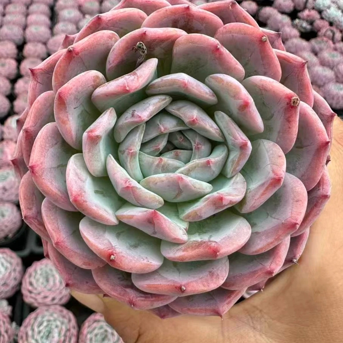 QNY184 Echeveria Hepburn(9cm pot size)