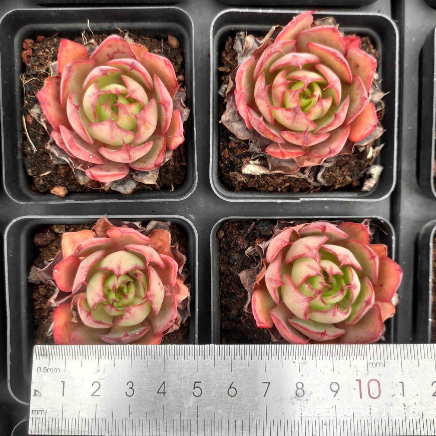 YBB081 Echeveria Yangjin(6.5cm pot size)