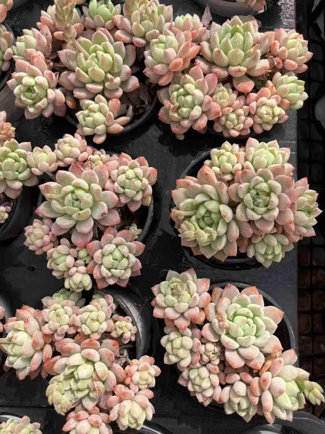 264403 Echeveria Small Peach (9cm pot size)