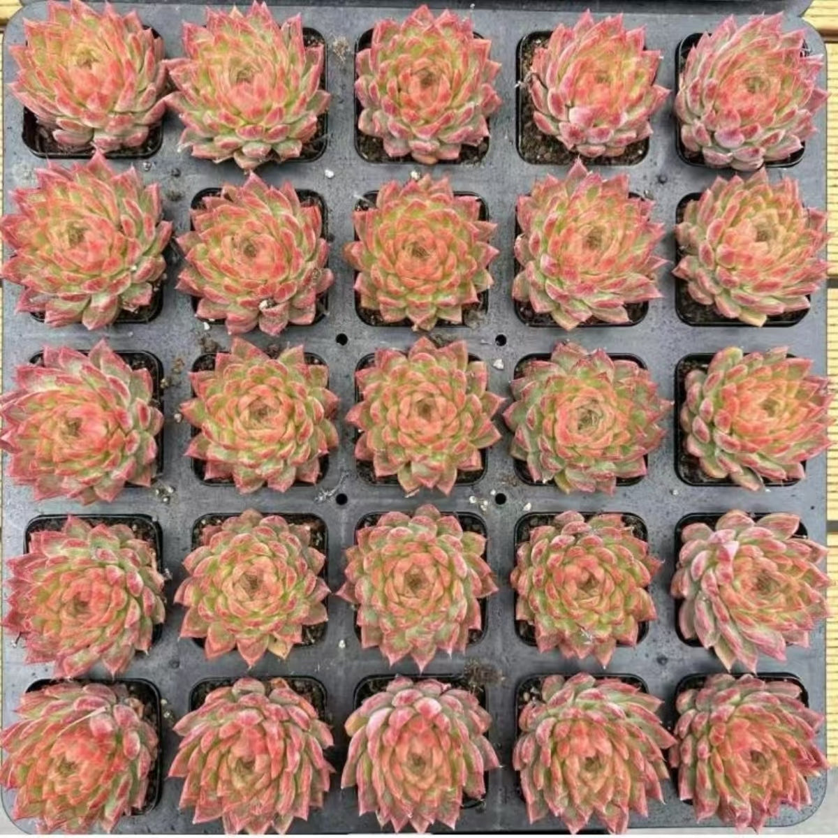 QNY149 Echeveria Passionate Desert(7cm pot size)