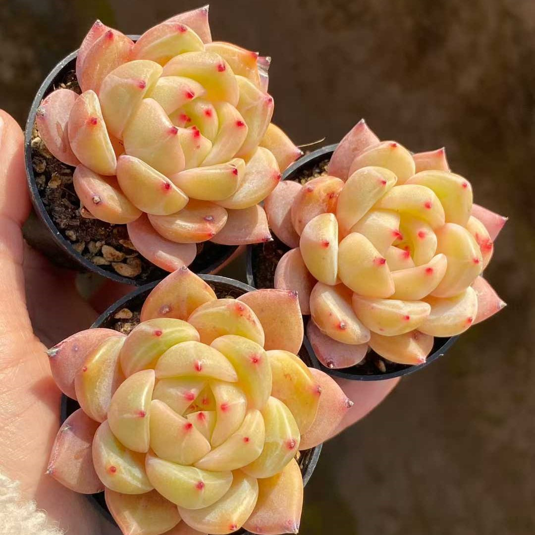 0549 Echeveria Champagne (5.5cm pot size)